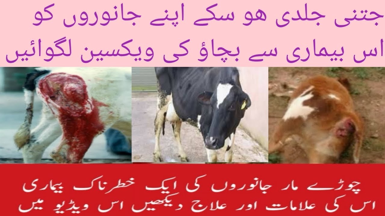black quarter disease in animals || Animal Informer Tv