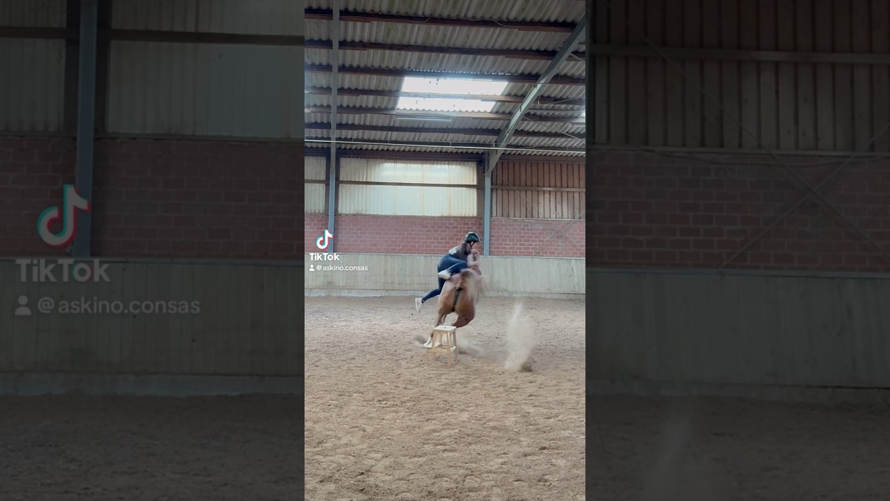 Mein neues Berittpferd - KORREKTURBERITT #askino #beritt #korrekturberitt #equestrian #horseshorts