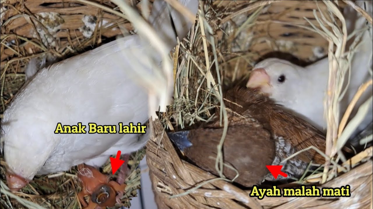 Kasihan Anak baru lahir, malah ditinggal ayah selama-lamanya..