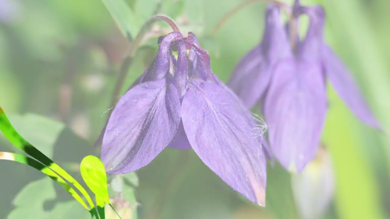 SHADES OF FLORA -  BLUE