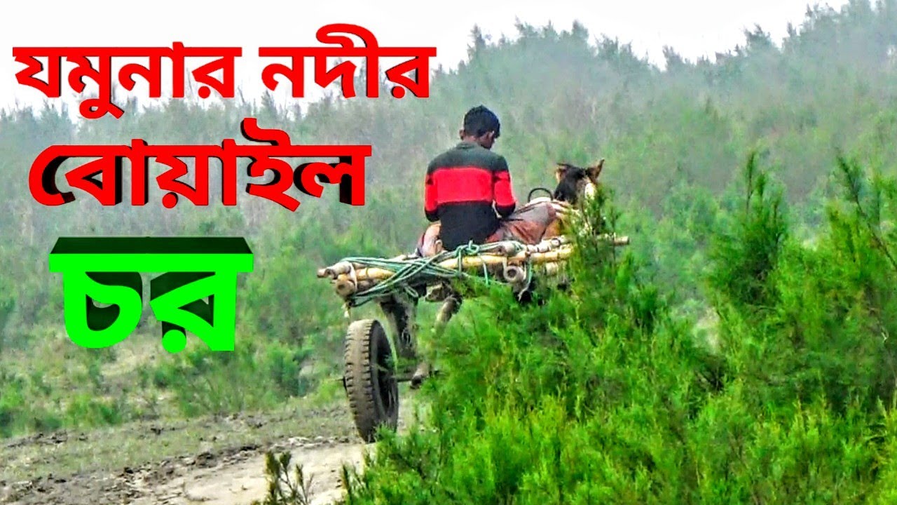 বোয়াইল চর, যমুনার নদীর সৃষ্টি এ চর যেন শস্য ভান্ডার । Boail Char, Jamuna River, Sariakandi, Bogra.