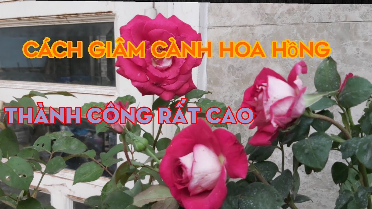 Cách giâm cành hoa hồng, tỷ lệ  ra rễ rất nhiều.