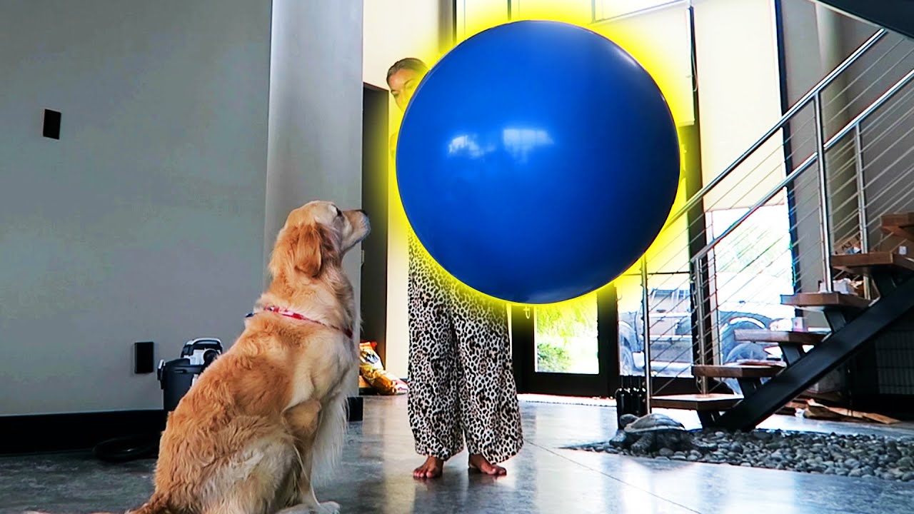 We Bought the Biggest Balloon We Could Find