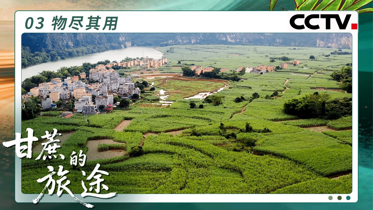 《甘蔗的旅途》03 物尽其用：甘蔗物尽其用的旅途 超乎想象 甘蔗与人的双向奔赴【CCTV纪录】