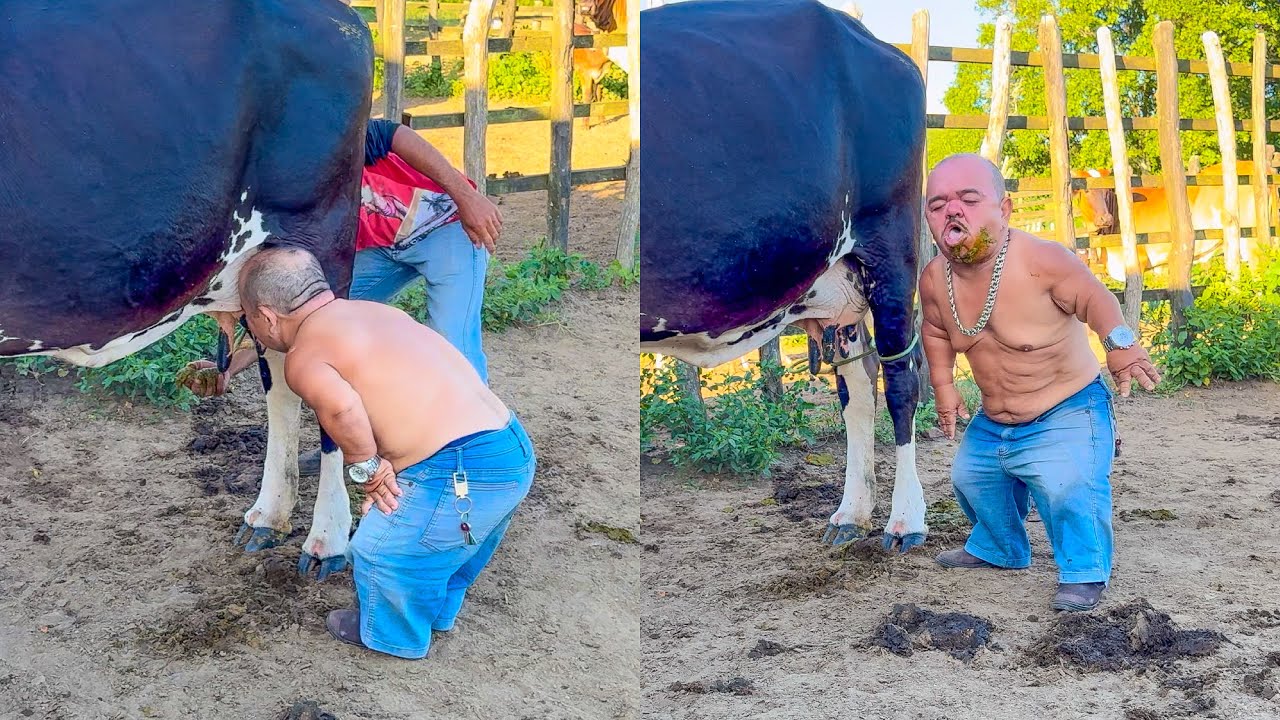 VAQUEIRO ATRAPALHA MAMADA DE PILILIU COM BOSTA DE VACA 🤣 | PILILIU DA RESENHA