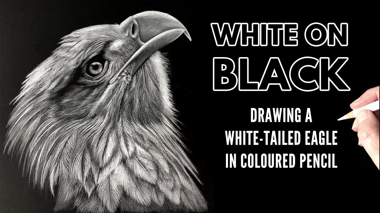 White Pencil on Black Paper | Drawing a White-Tailed Eagle in White Colored pencil | Bird Drawing