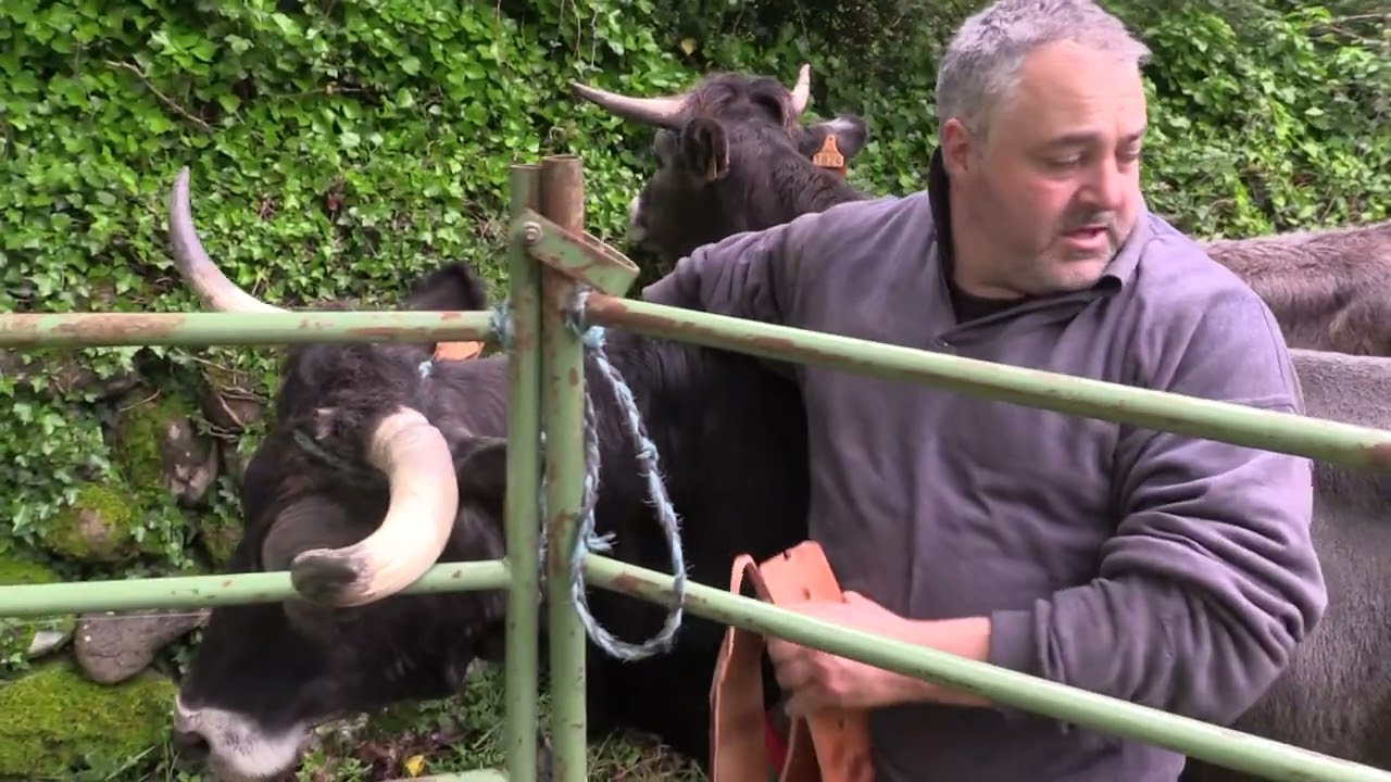 Ganaderos en su habitat | Tudancas en Helguera | 25.5.2025