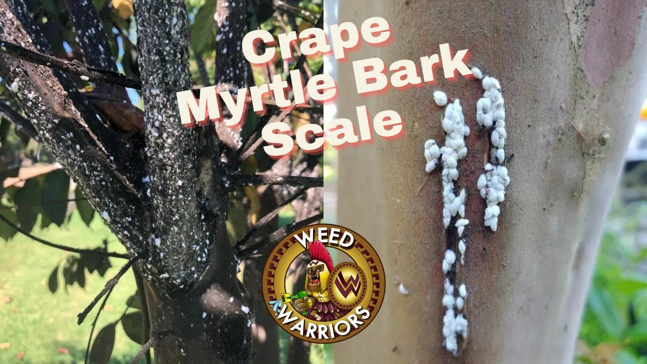 Why are my crape myrtles black? Crape Myrtle Bark Scale