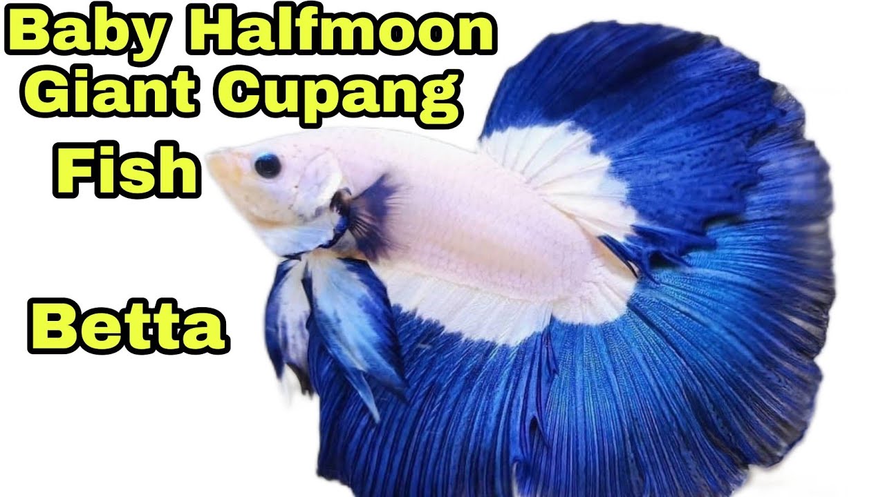 visit the bcw19 betta fish breeding place