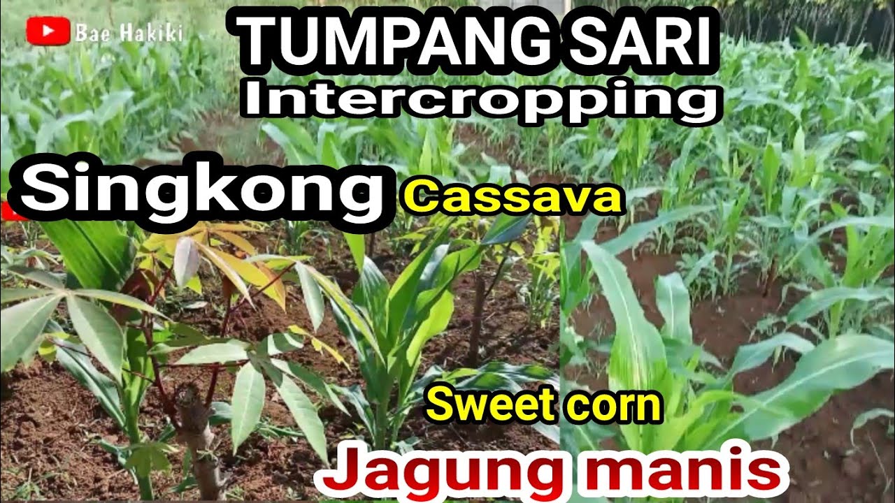 TUMPANG SARI JAGUNG MANIS DAN SINGKONG
