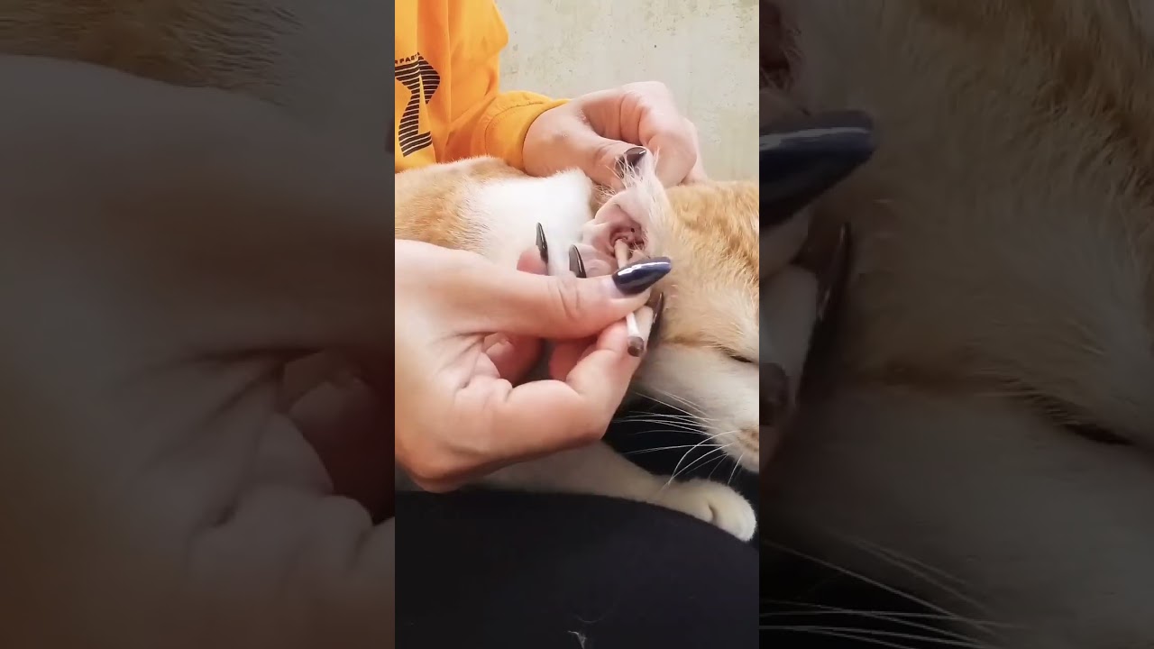 Cat Ear Cleaning Removal Ear Wax