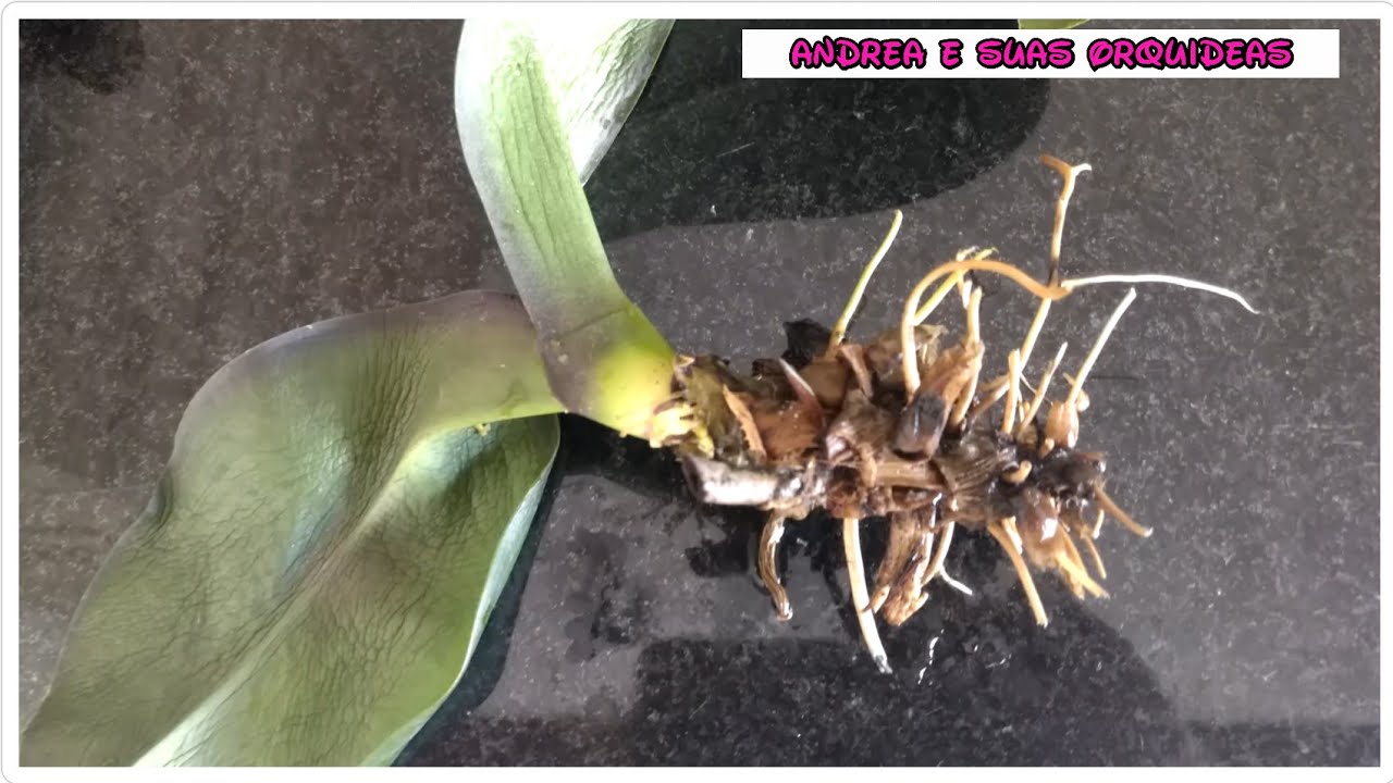 Salvando Orquídea com podridão, folhas murchas e sem raiz.