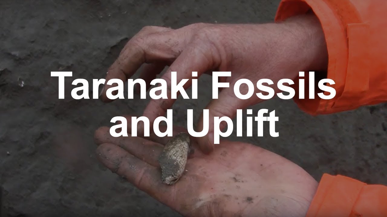 Fossils and Tectonic Uplift in Taranaki