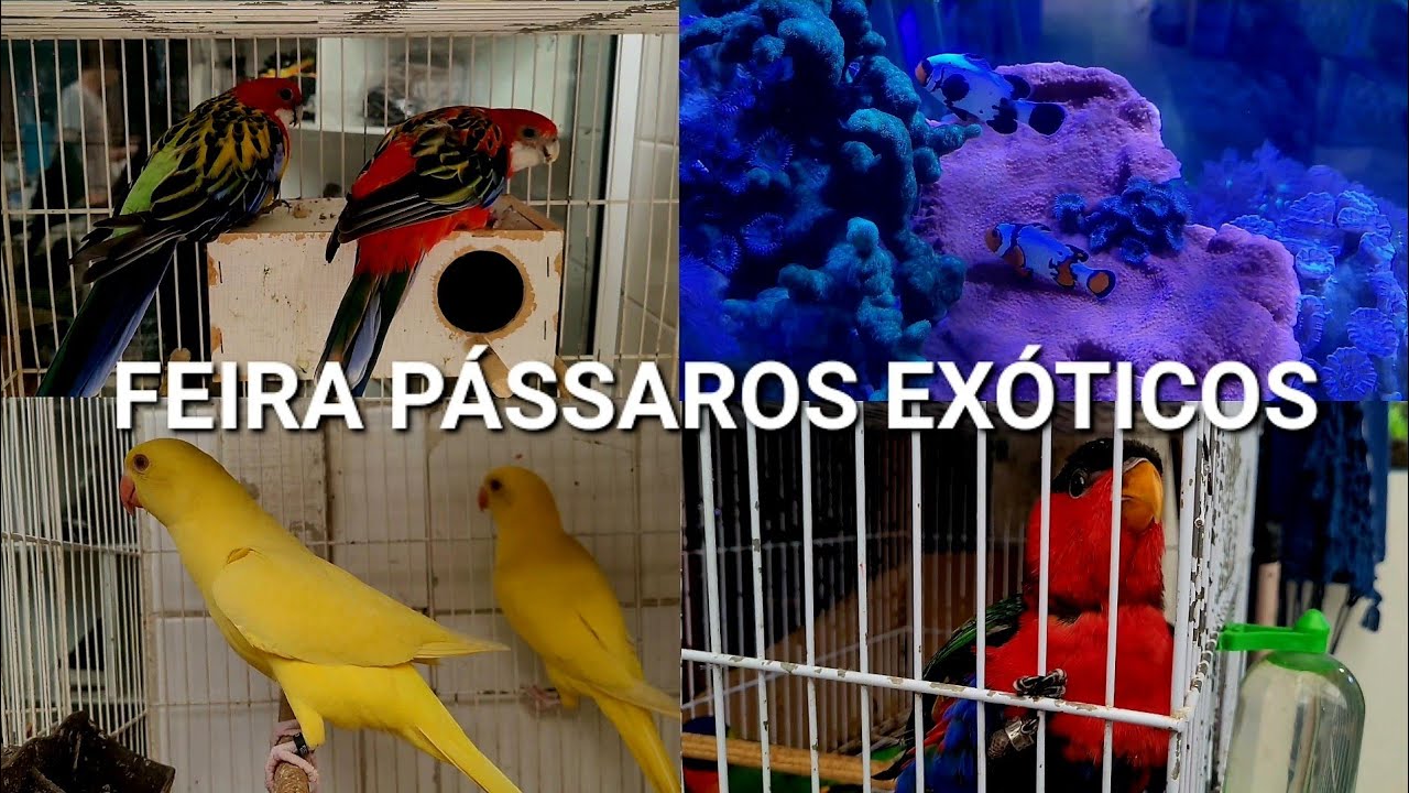 Feira de pássaros na Madalena 