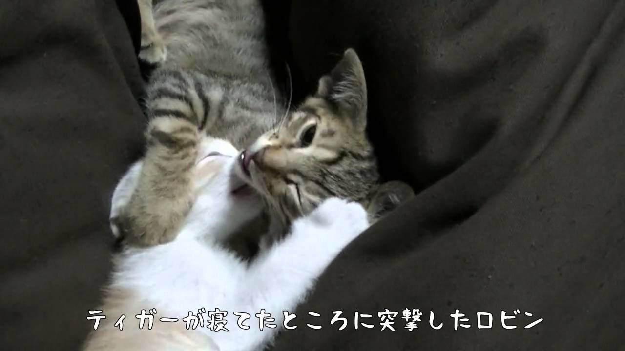捨て猫がいたので一緒に暮らしてみた　その10