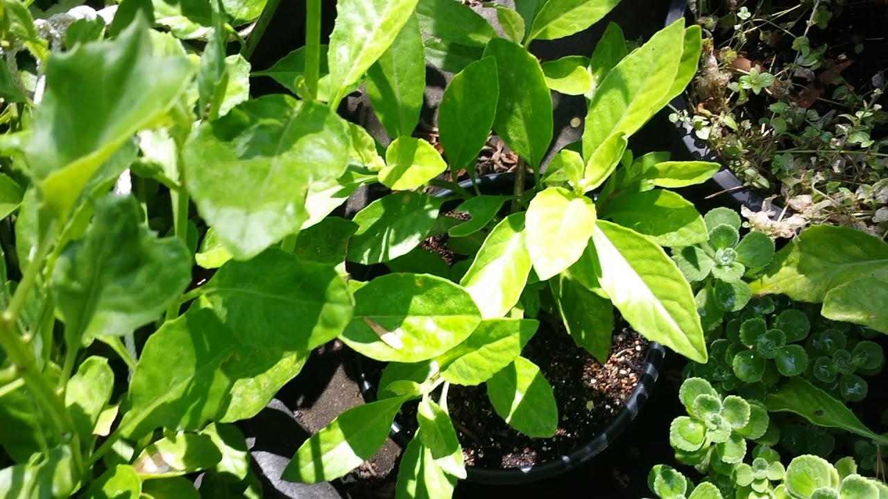 longevity spinach -- a perennial green for hot climates