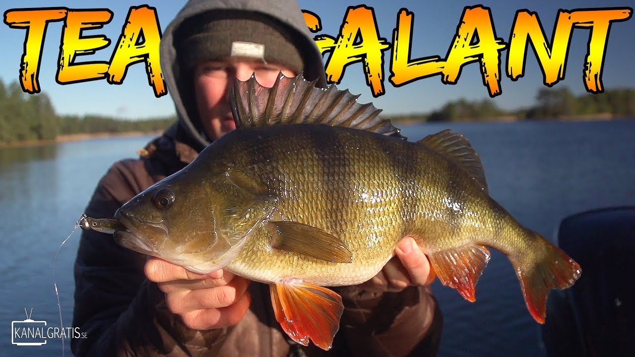 ALLA ABBORRAR ÖVER KILOT | Team Galant