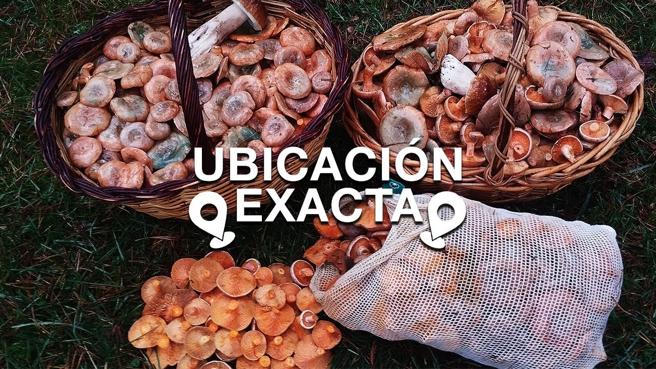 🍄 FUERTE ECLOSIÓN de NÍSCALOS! *rodales de hasta 50 níscalos*