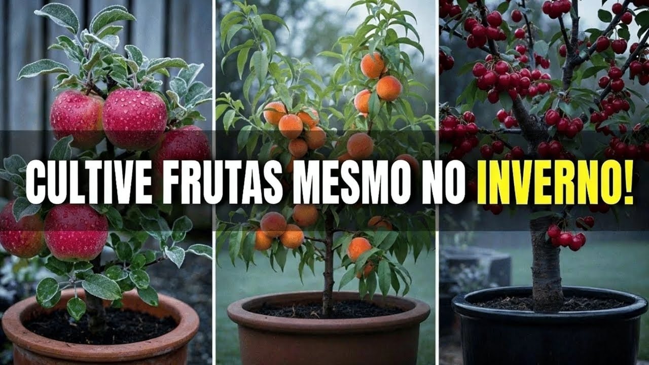 Cultive frutas o ano todo! 7 árvores frutíferas resistentes ao frio para vasos e espaços pequenos