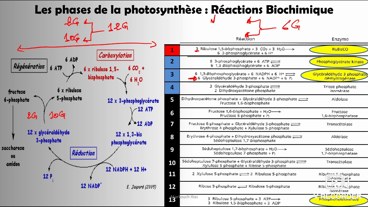 La photosynthèse _ cour 7