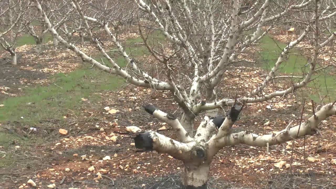 Peach Tree Grafting