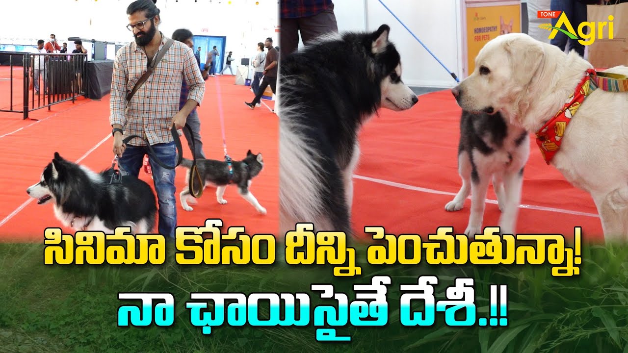 Dog Breeds Show | Petex India 2023 | సినిమా కోసం దీన్ని పెంచుతున్నా..! నా ఛాయిసైతే దేశీ..! Tone Agri