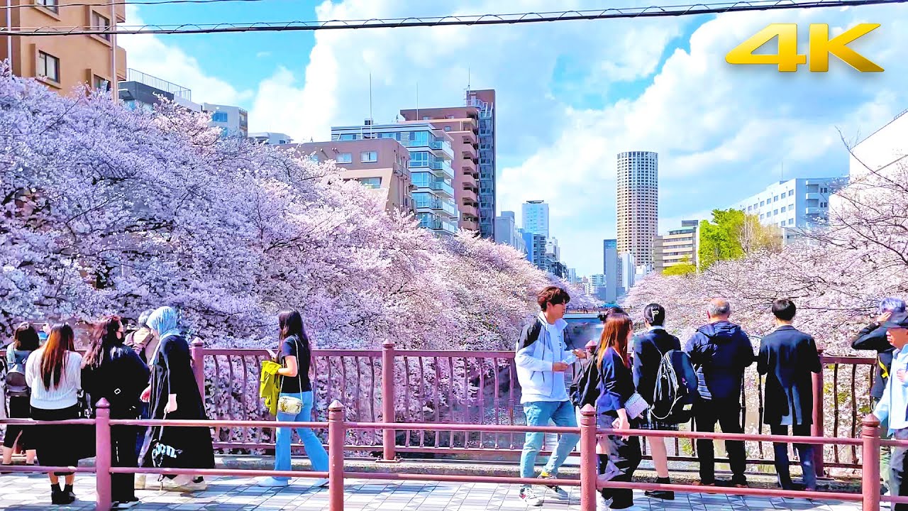 Tokyo Meguro River Cherry Blossoms・4K/Binaural