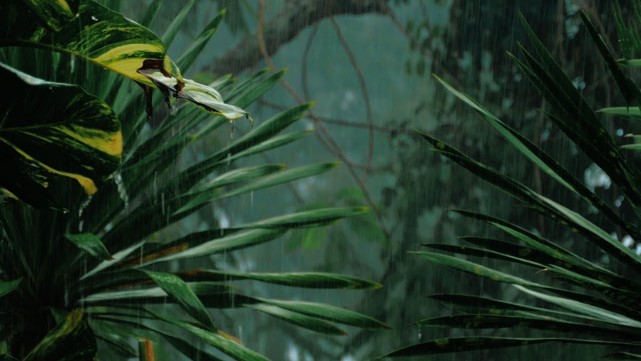 Regen im Regenwald: Monsunartiger Regen im Urwald zum Einschlafen und Entspannen