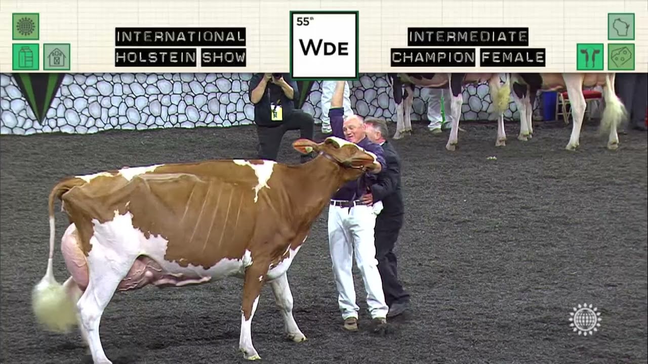 736 HOLSTEIN INTERMEDIATE CHAMPION FEMALE
