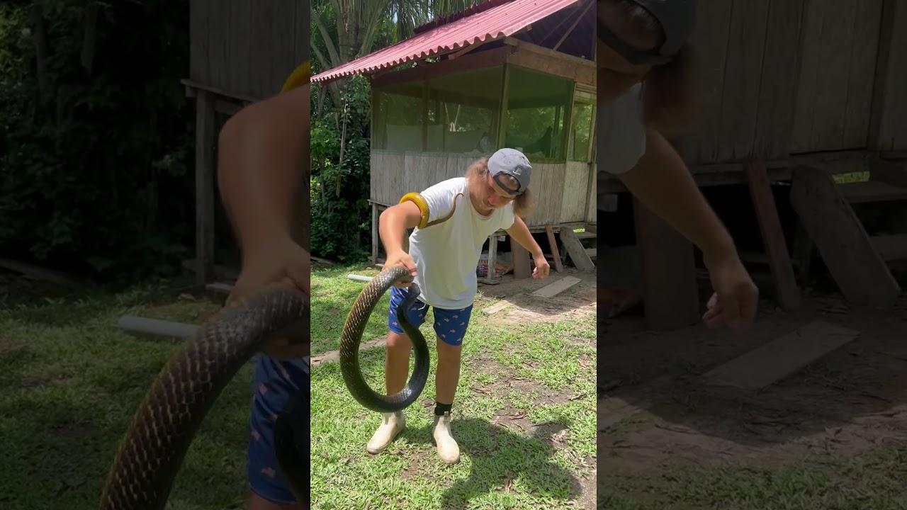 Holding a wild yellow tailed cribo… 