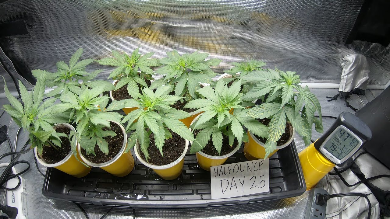 Day 25 HalfOunce GWS Marijuana Grow Update
