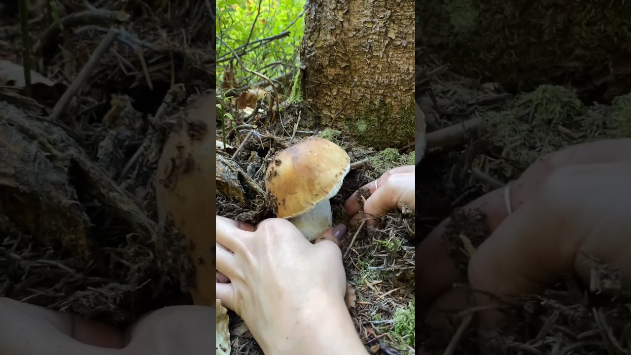 What a BOLETUS EDULIS #boletus #funghi #porcini #seta #cogumelo #mushroom #ciuperci #pilze #cepes