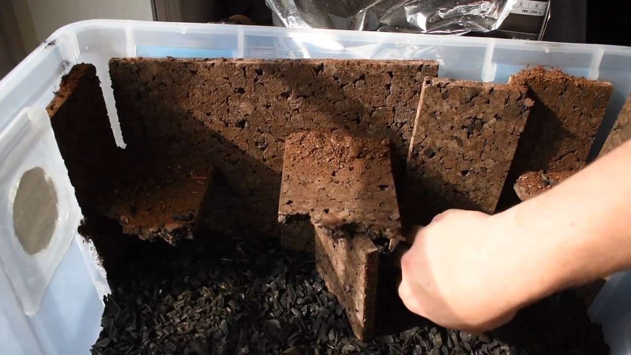 Creating grow out bins for Dart frogs