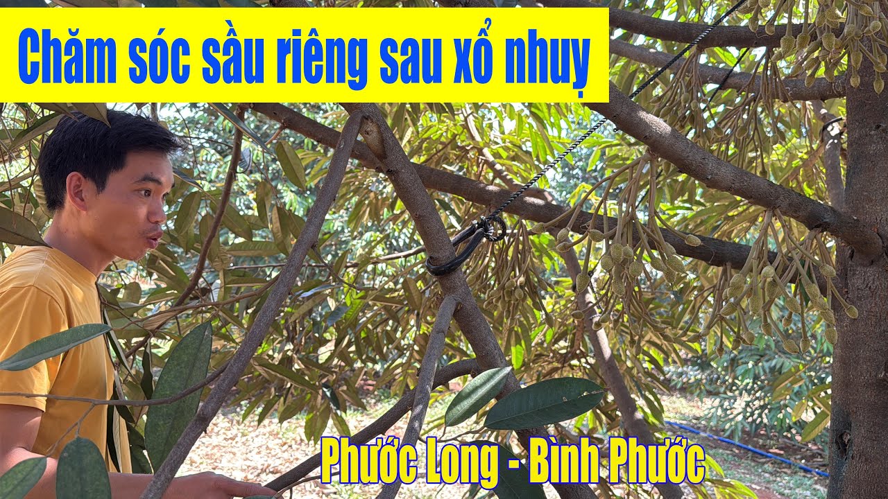 CHĂM SÓC SẦU RIÊNG SAU XỔ NHUỴ - VƯỜN ANH TÀI