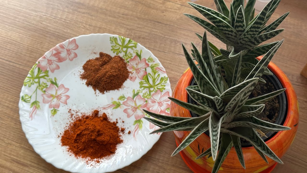 Как сделать домашний острый перец: Сушка + помол! 🌶️🔥 Секрет ароматного перца!