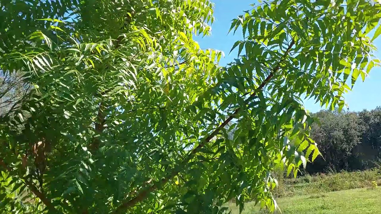 Neem tree (Azadirachta indica) growth rate in central Florida