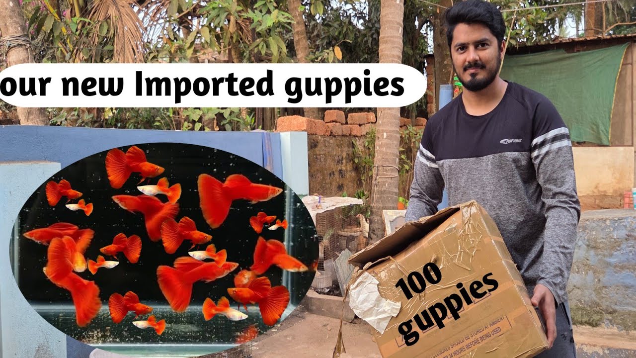 Imported guppies hum le aaye hamare setup ke liye new guppies 🤗