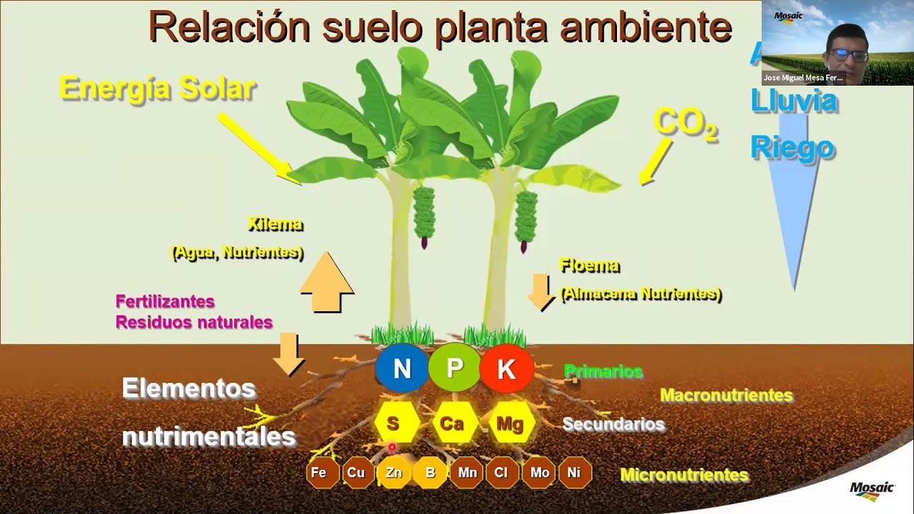 Fertilización y Nutrición del Cultivo de Banano