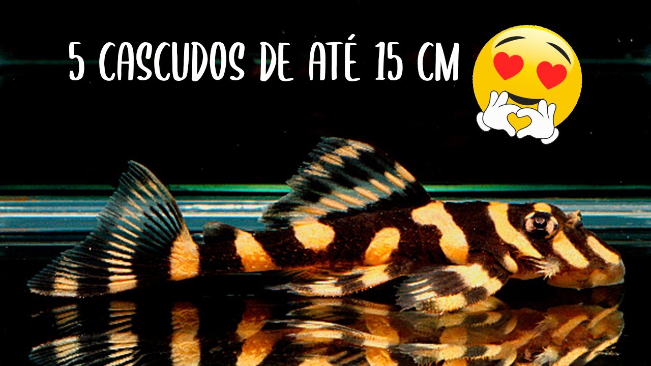 5 CASCUDOS QUE CRESCEM ATÉ 15 CM APENAS