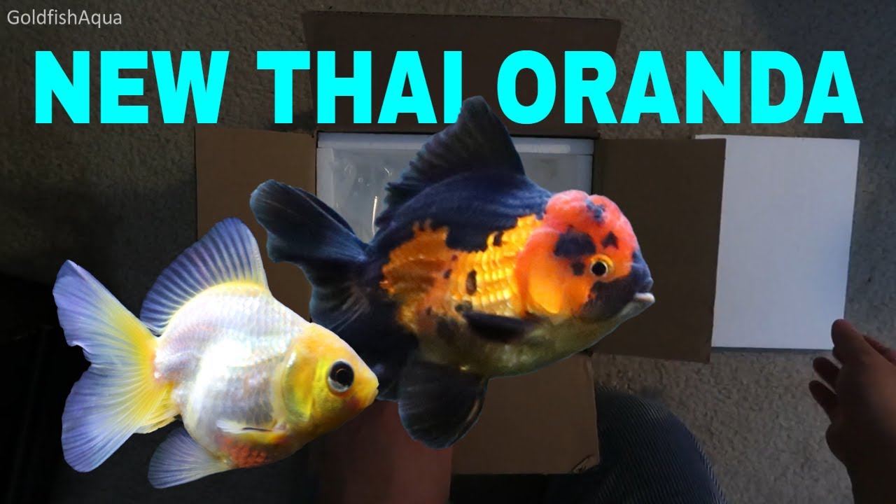 Goldfish Tank NEW THAI ORANDA!