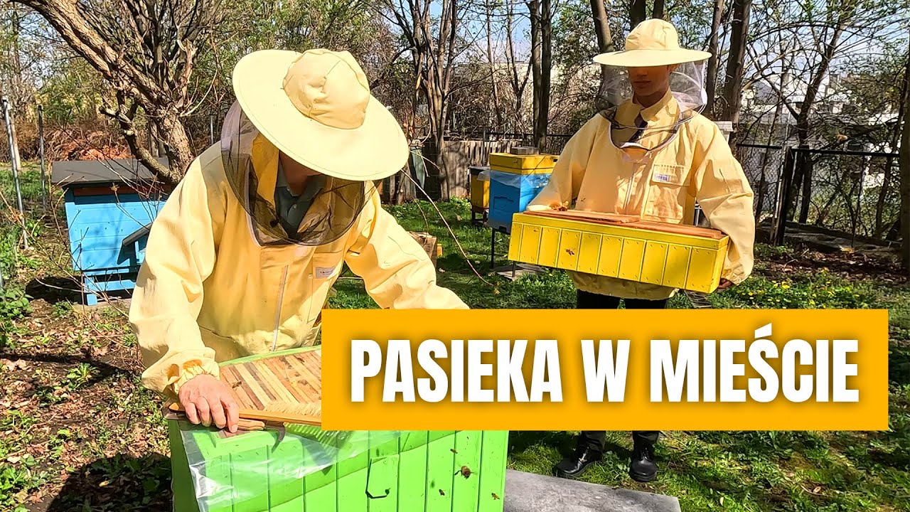 Pasieka w centrum miasta! Miody zdrowsze niż wiejskie?