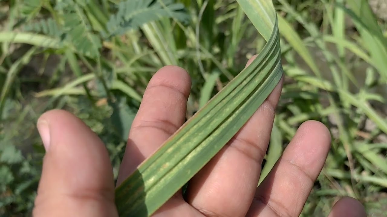 Recommendations | Mites problem in Sugarcane crop | Miticide | Pyridaben | Hexythiazox