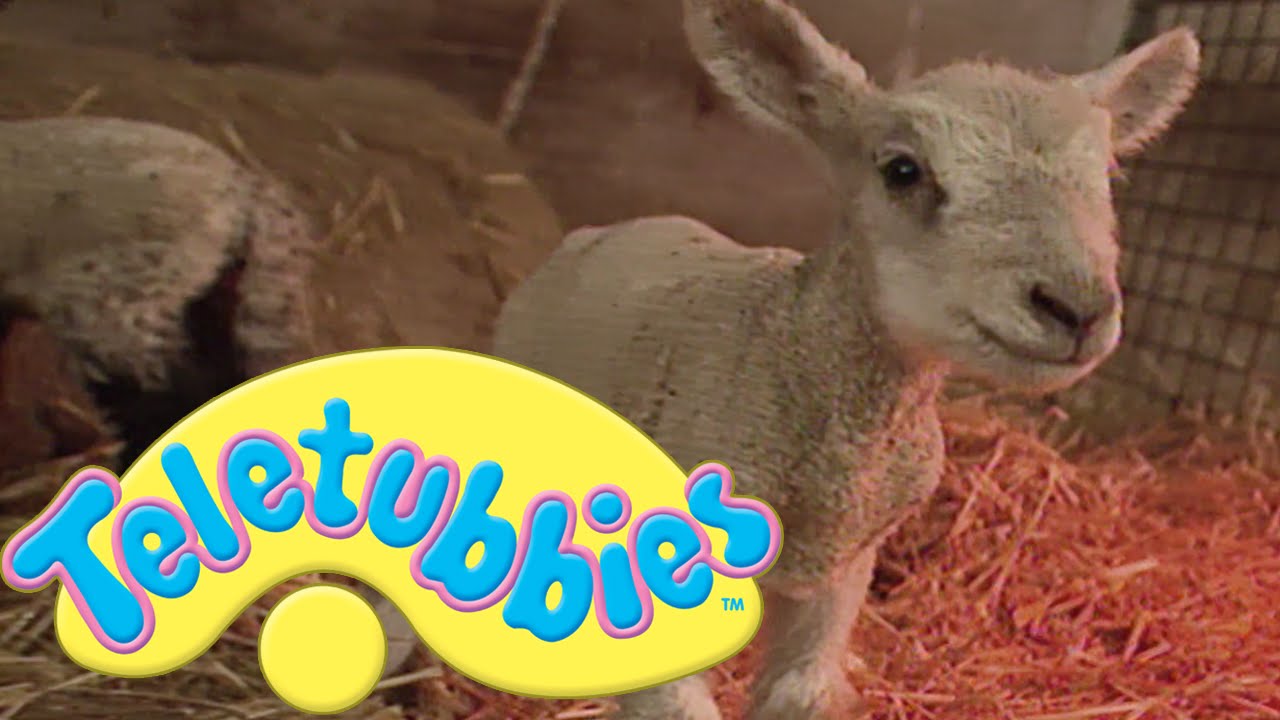 Teletubbies: Lambs - Full Episode
