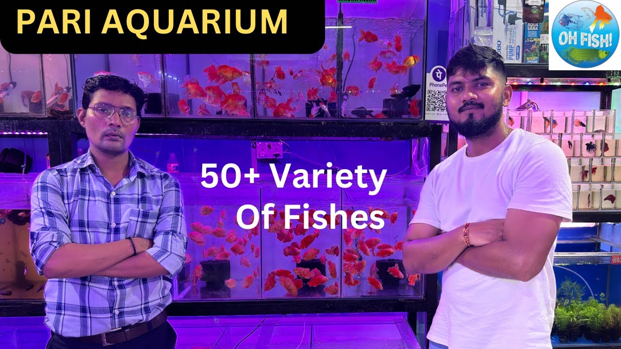 Pari Aquarium | New Aquarium Fishes | Discus | Parrot Fish | Angel Fish | Goldfish | Plants | Oscars