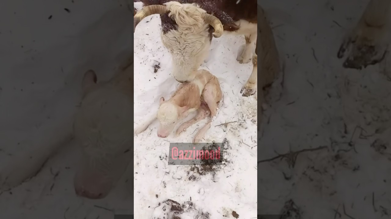 Харчаана уонна Тооку🐮🐮 #якутия