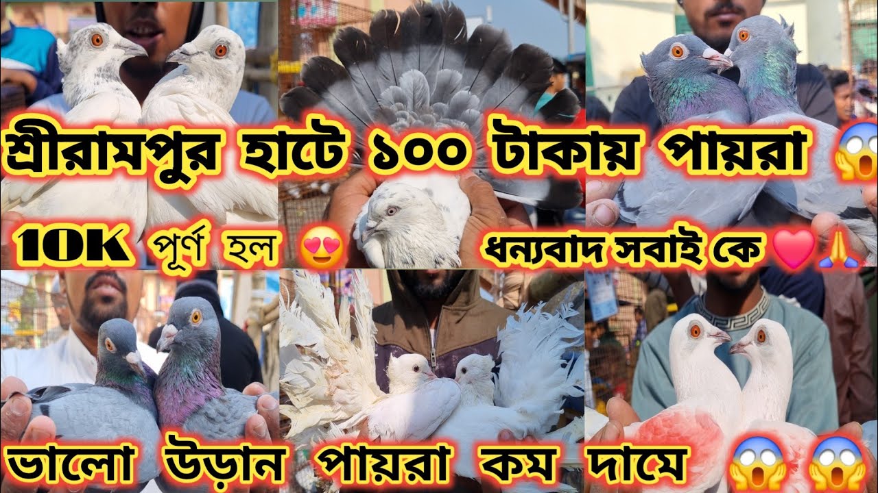200 টাকায় পায়রা 😱 শ্রীরামপুর হাটে _ ফুলসিরা , কালাঙ্কা, উড়ান ডিম বাচ্ছা গ্যারান্টি 😳 SERAMPORE