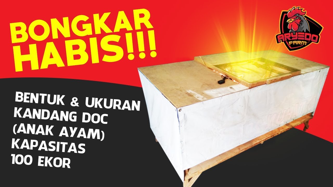 BONGKAR HABIS! Desain Bentuk & Ukuran KANDANG DOC 100 EKOR