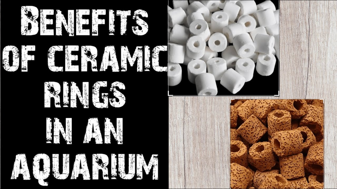 Ceramic rings - A powerhouse of beneficial bacteria in an Aquarium | Aquapets & farm