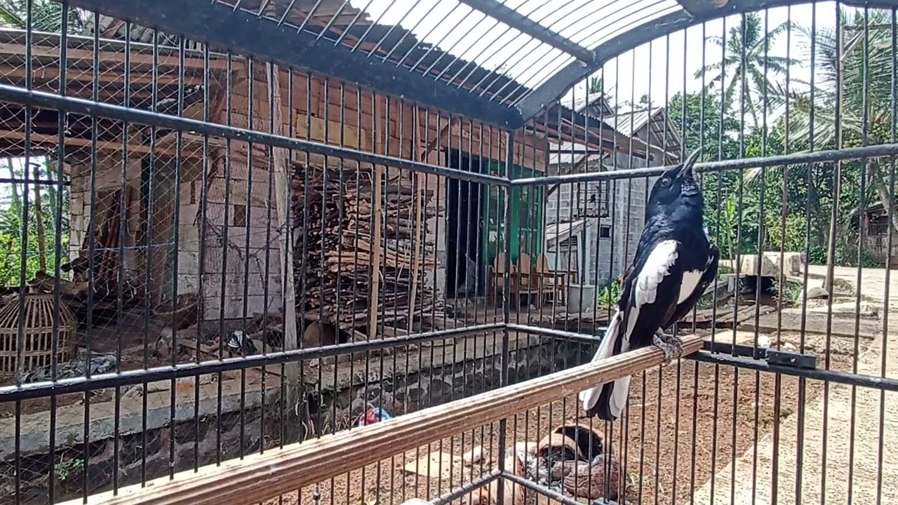 BONGKAR MATERI .PANCINGAN KACER EMOSI #kacer #kicaumania #kacerfighter #kicaumanianusantara #burung 