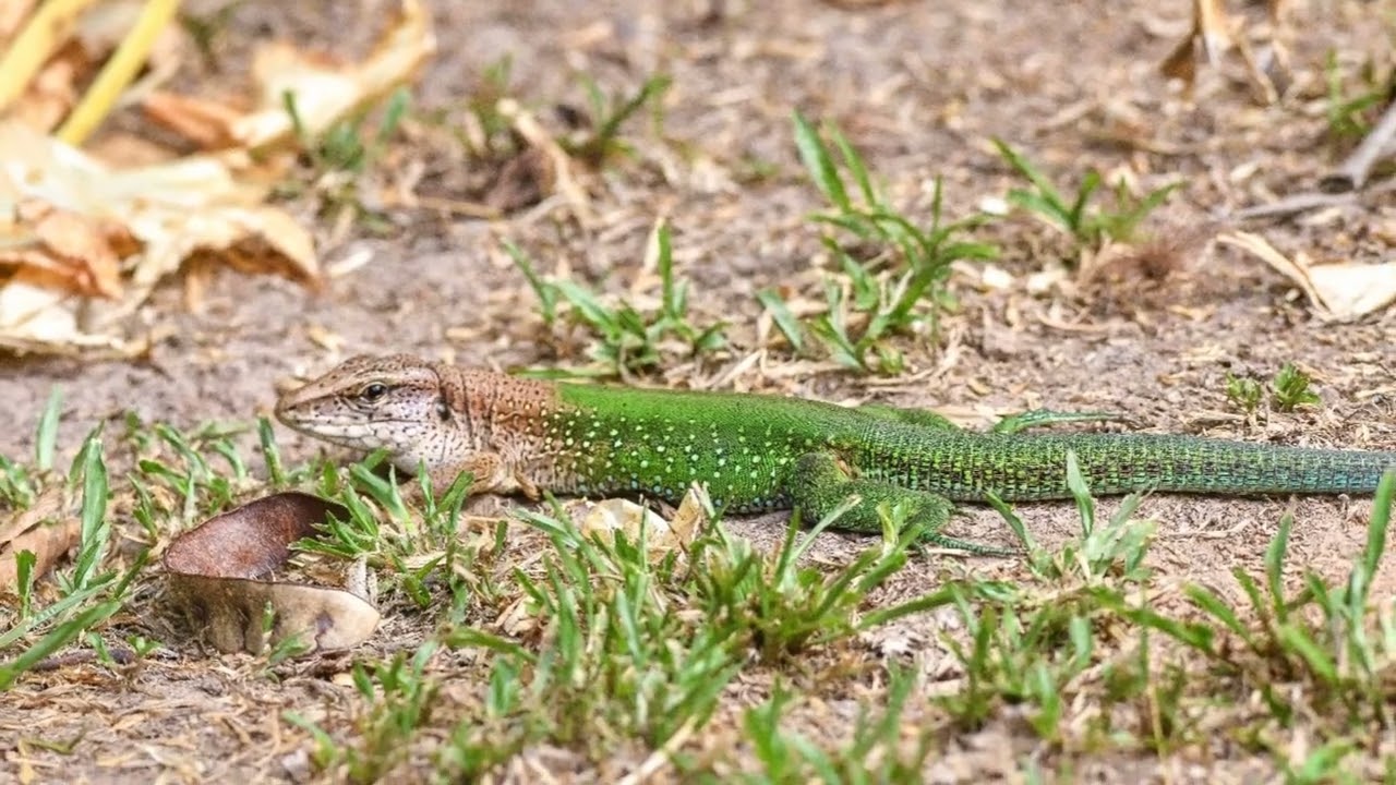 JunglePro Eco-Lodge and Amazon Rainforest Walk